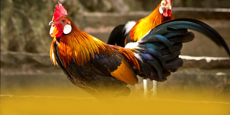 GEM88 - Cổng game với chính sách tặng thưởng đẳng cấp hiện nay – Khám phá chi tiết GEM88