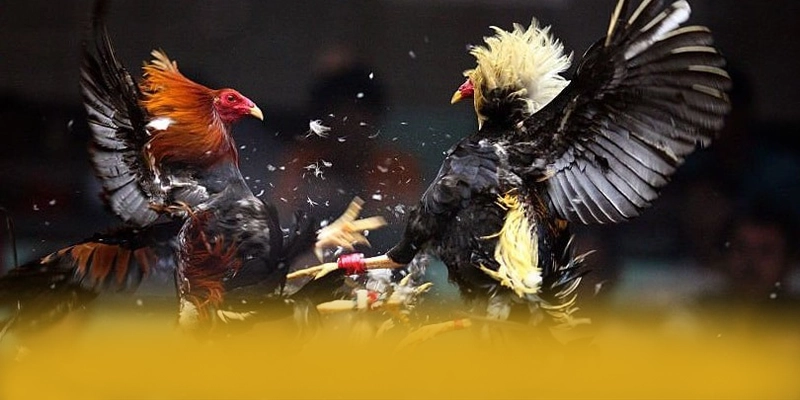 GEM88 - Sảnh game đang làm mưa làm gió trên thị trường – Khám phá thế giới giải trí tại GEM88