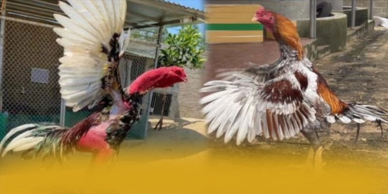 FAFA191 - Cổng giải trí với chính sách tặng thưởng đẳng cấp được quan tâm nhất – Tìm hiểu FAFA191