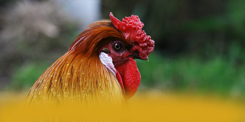 FC88 - Nền tảng cá cược có danh mục game hấp dẫn đang làm mưa làm gió trên thị trường – Khám phá kho trò chơi của FC88