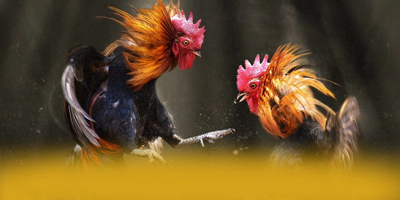 AU88 – Cổng giải trí an toàn tuyệt đối, được giới cược thủ đánh giá cao. AU88 – Cổng giải trí an toàn tuyệt đối, được giới cược thủ đánh giá cao.