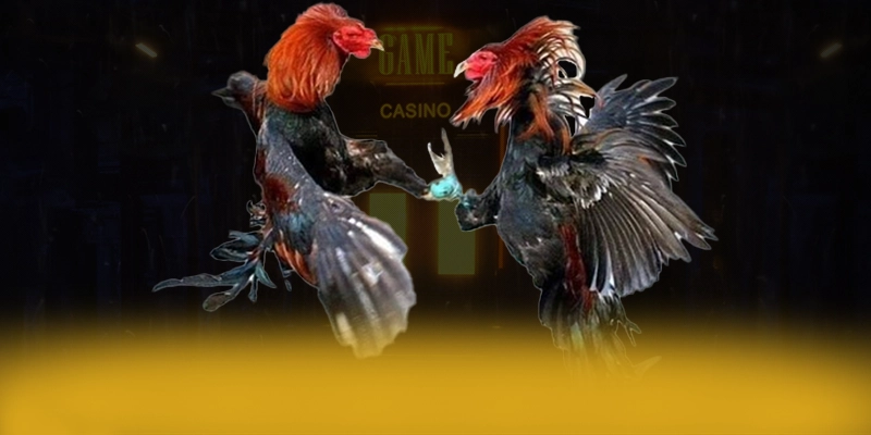 90 phút tv - Cổng thể thao sở hữu hệ thống live betting hồi hộp nhất