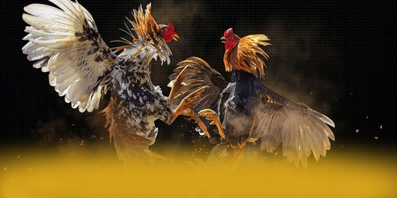 Nhận xét từ thành viên đã trải nghiệm về BET168